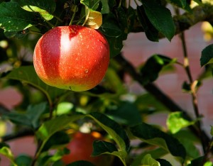 apple-tree-429213_640