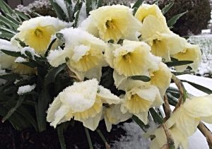daffodils-670406_640