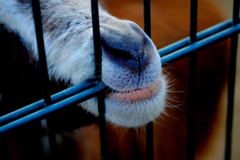 Zaun für Haustier Besitzer